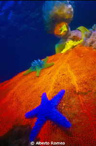 Colored fishstars on the gorgonian and reflection on the ... by Alberto Romeo 